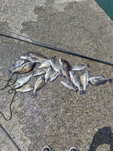 チヌの釣果