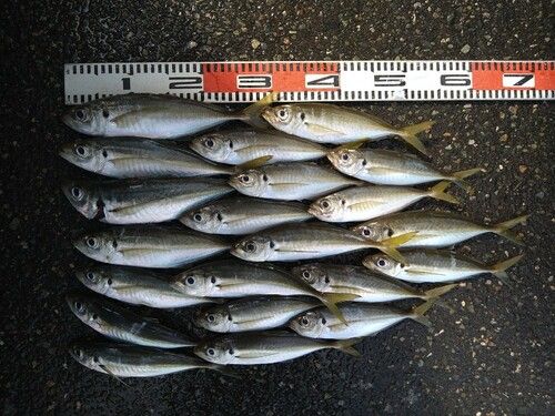 アジの釣果