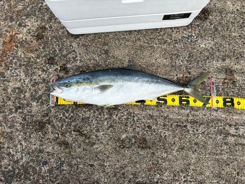 ワラサの釣果