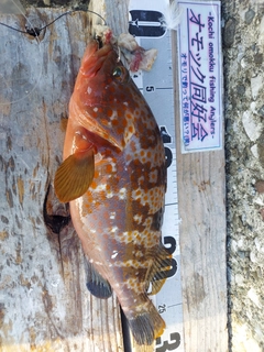 キジハタの釣果