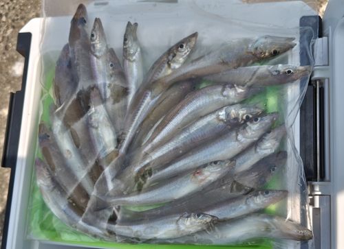 キスの釣果
