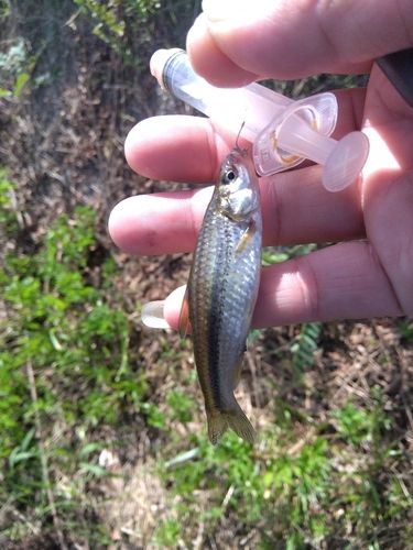 タモロコの釣果