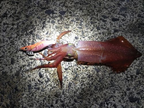 ケンサキイカの釣果