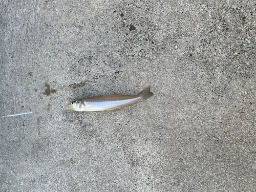 キスの釣果