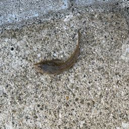 コチ