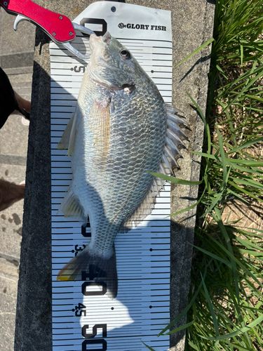 キビレの釣果