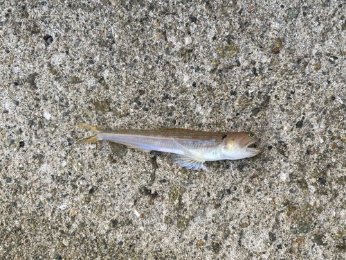 エソの釣果