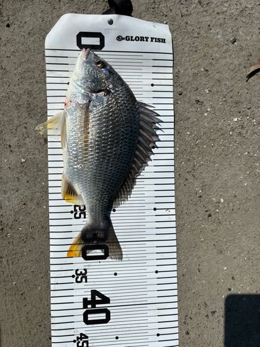 キビレの釣果