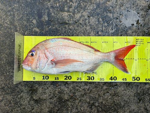 マダイの釣果