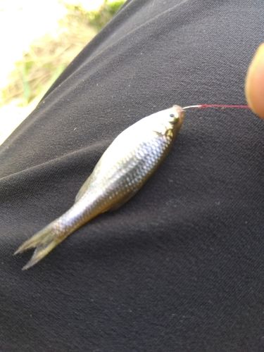 キタノアカヒレタビラの釣果