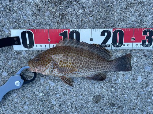 オオモンハタの釣果