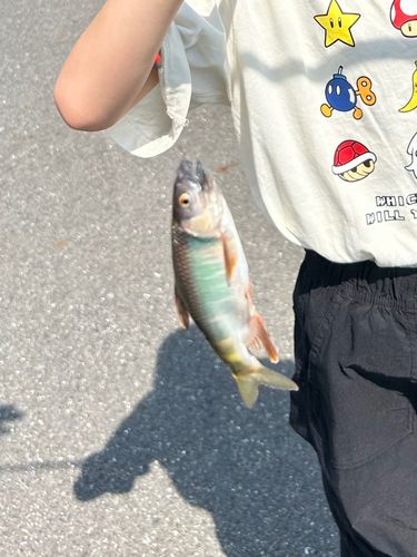 オイカワの釣果