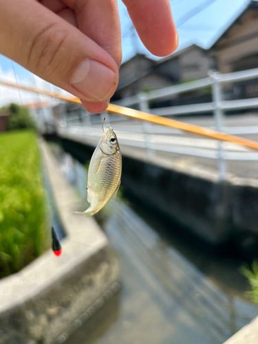 タナゴの釣果