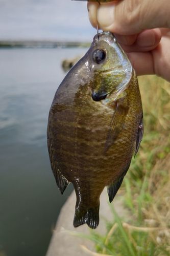 ブルーギルの釣果