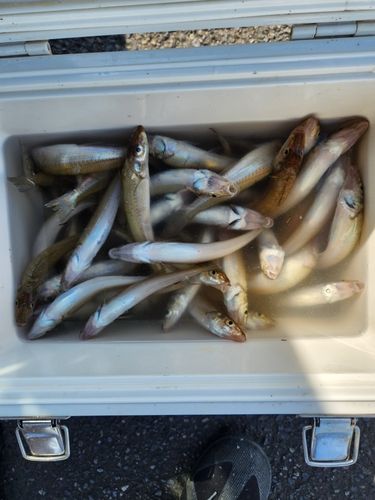 キスの釣果