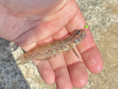 クツワハゼの釣果