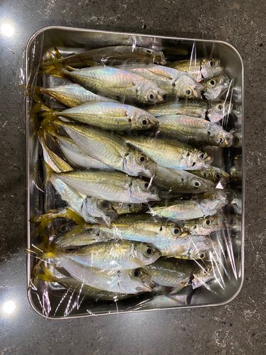 釣果