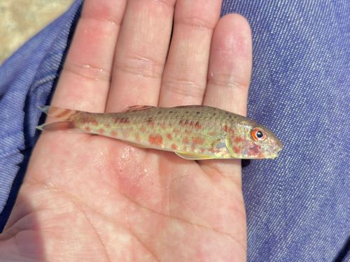 ヒメジの釣果