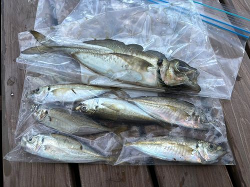 アジの釣果