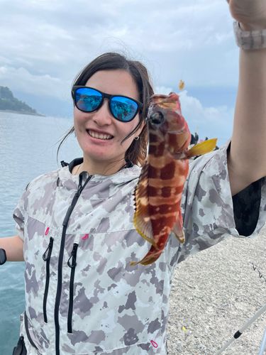 ゴマサバの釣果