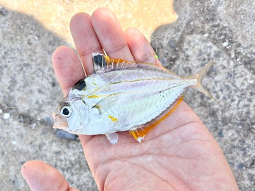 ヒイラギの釣果