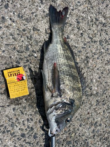 チヌの釣果