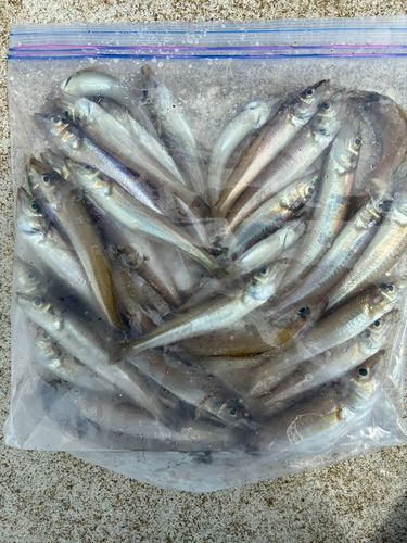 キスの釣果