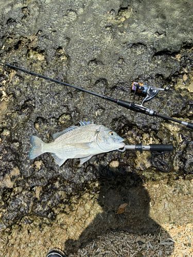 ミナミクロダイの釣果