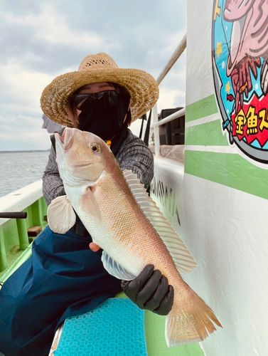 シロアマダイの釣果