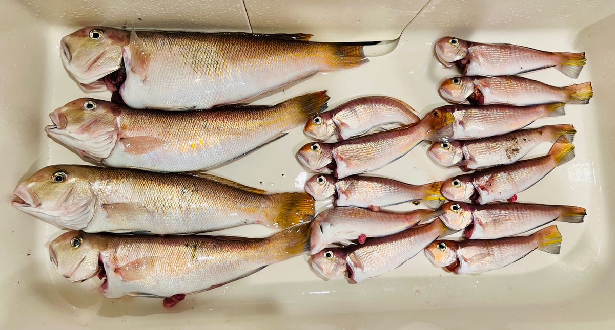 やっぱりアジが好き🐈さんの釣果 2枚目の画像