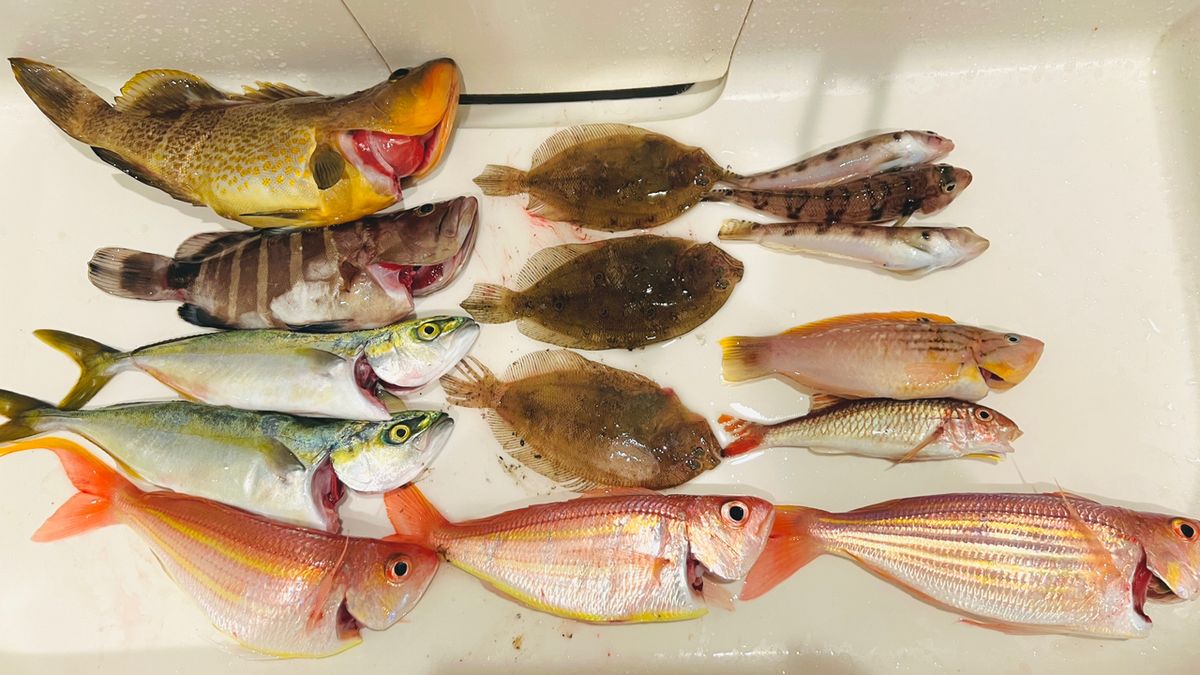 やっぱりアジが好き🐈さんの釣果 3枚目の画像