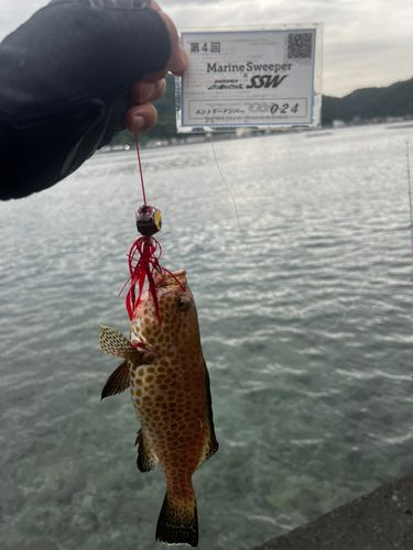 オオモンハタの釣果