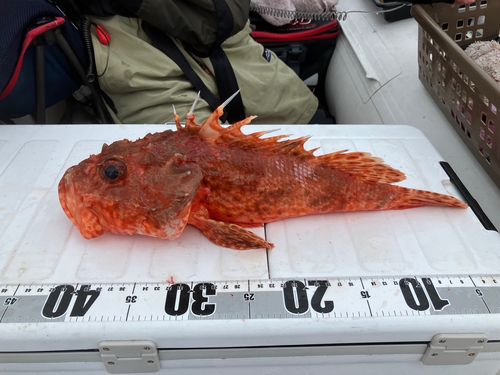 オニカサゴの釣果