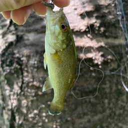 スモールマウスバス