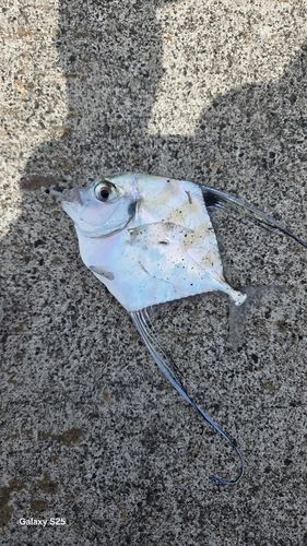 イトヒキアジの釣果