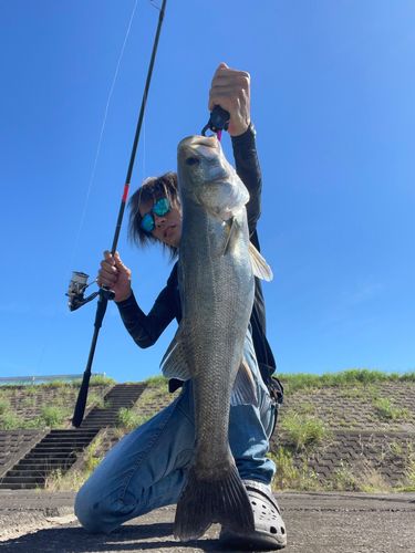 スズキの釣果