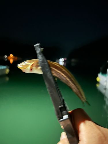 ゴンズイの釣果