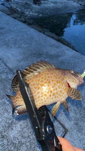 オオモンハタの釣果