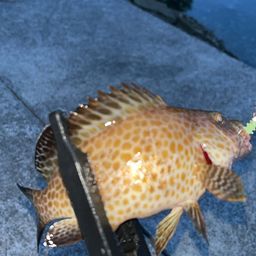 オオモンハタ