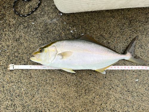 ショゴの釣果