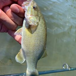 スモールマウスバス