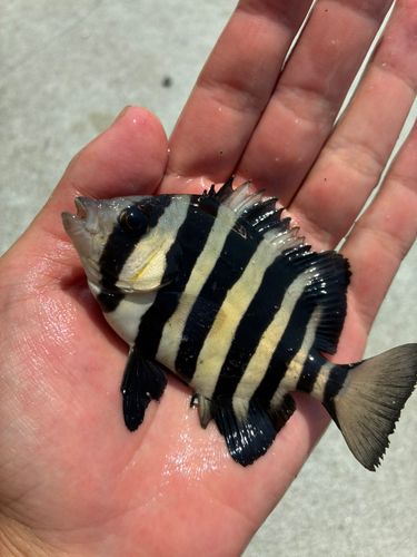 サンバソウの釣果