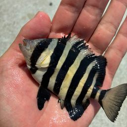 サンバソウ
