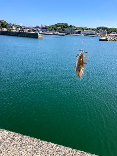 キスの釣果