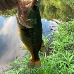 ブラックバス