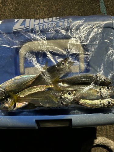 マアジの釣果