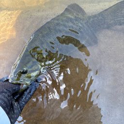 スモールマウスバス