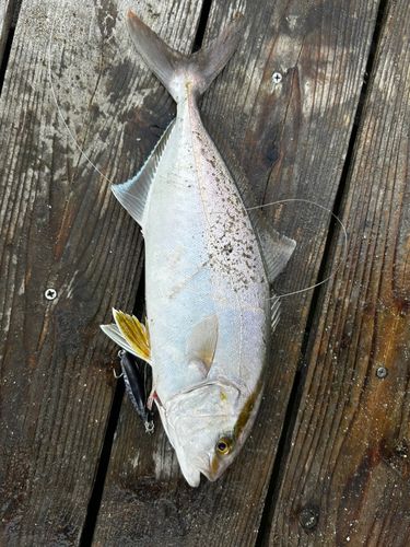 ショゴの釣果