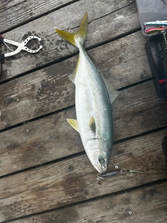 ワカシの釣果