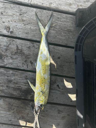 マヒマヒの釣果
